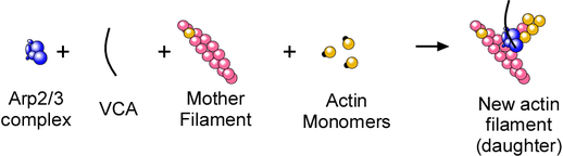 Nucleation Components