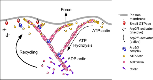 Arp2/3 complex nucleates a network of actin filaments that produce force at the membrane
